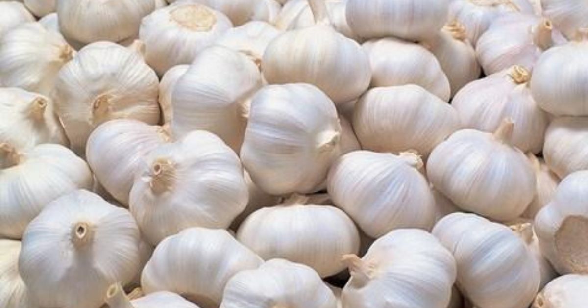 Garlic Price