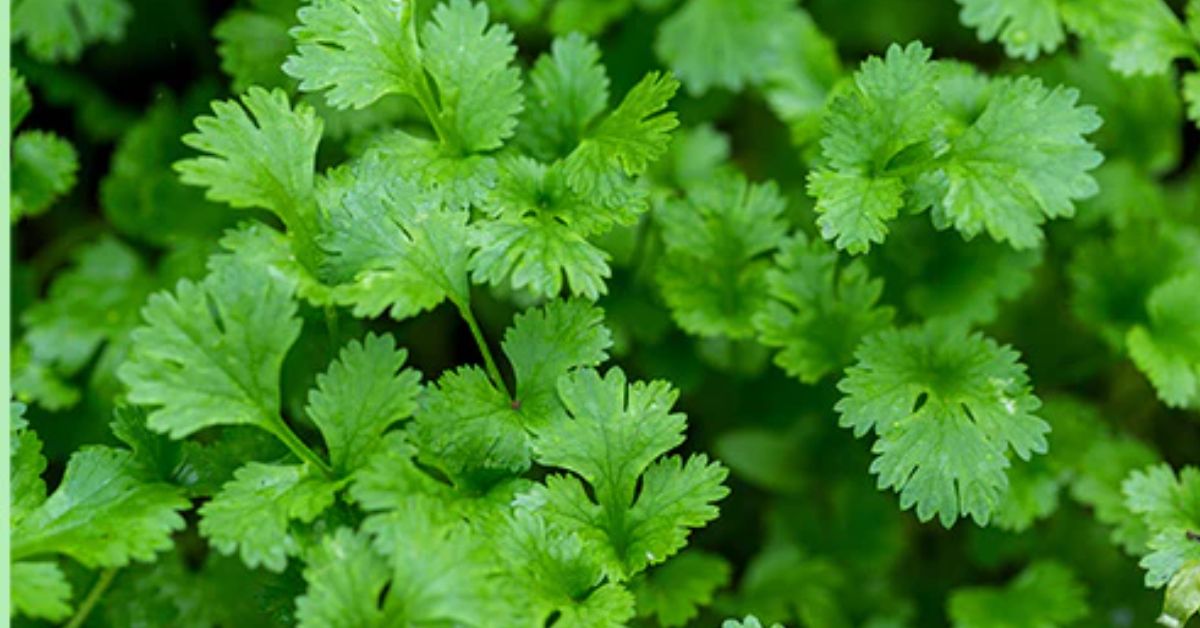 Coriander Price