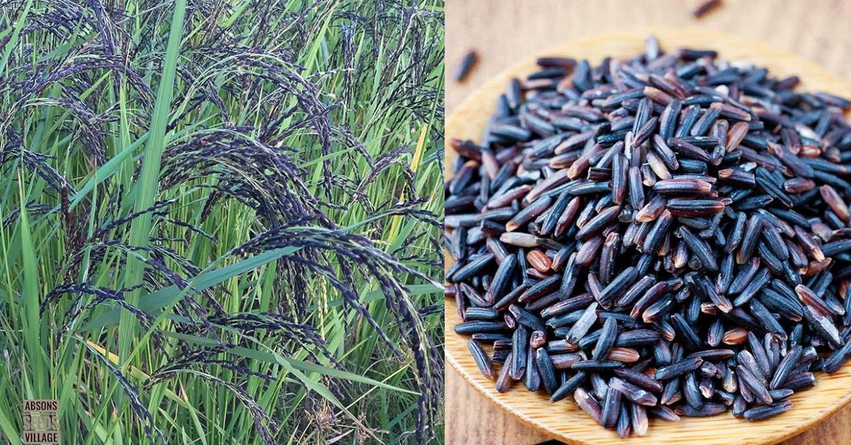 Variety Of Black Rice