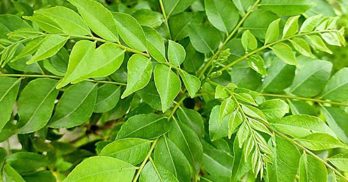 Curry Leaves Rate