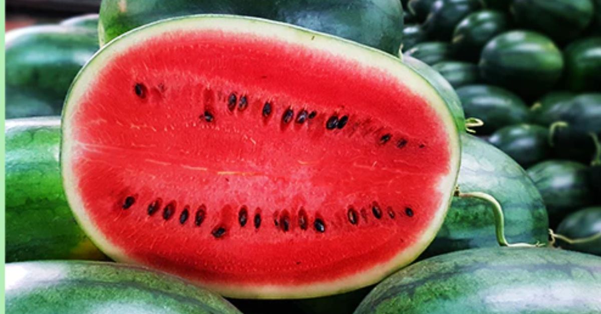 Watermelon Rate