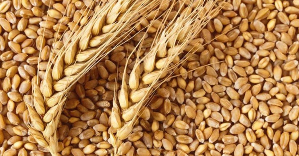 wheat Price