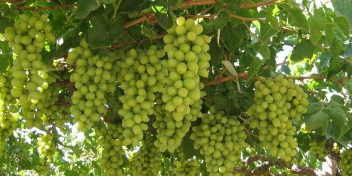 Grapes Rate