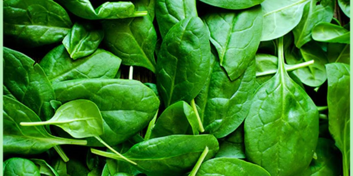 Spinach Rate