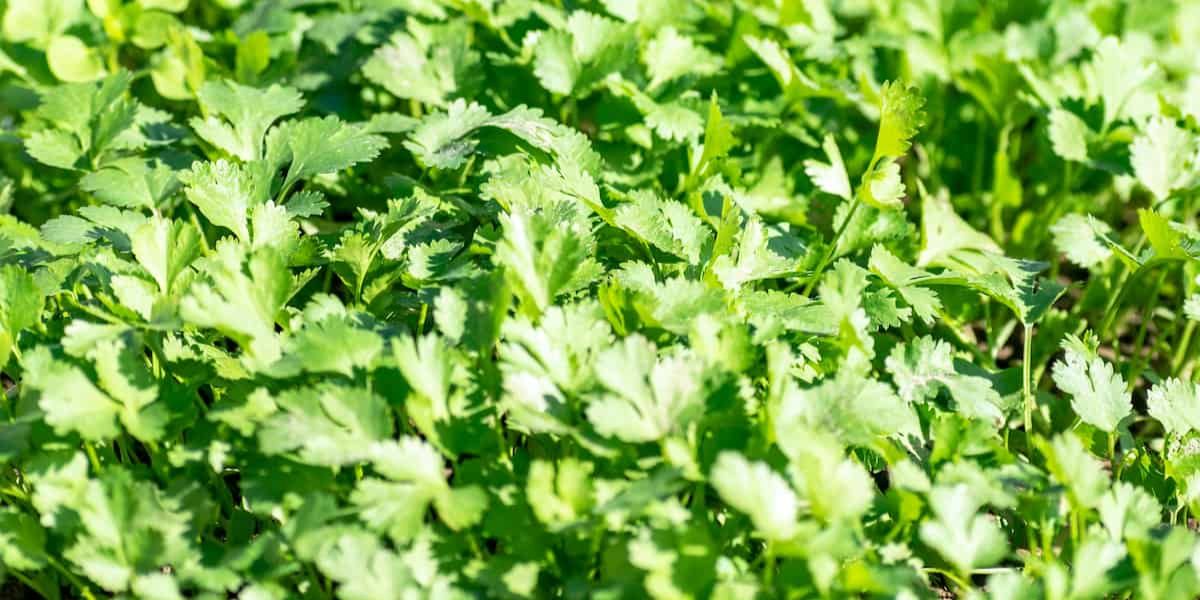 Coriander Rate