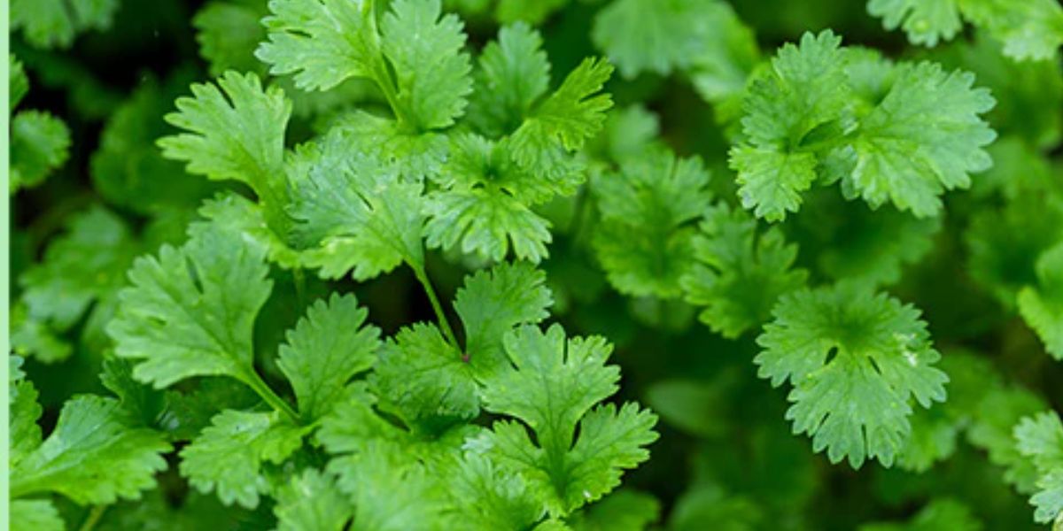 Coriander Rate