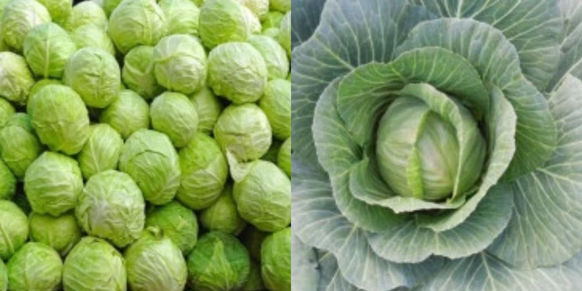 Cabbage Rate