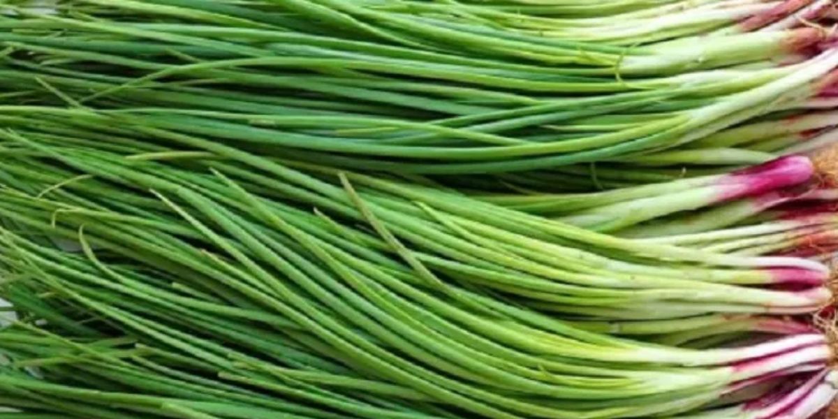 Spring Onion